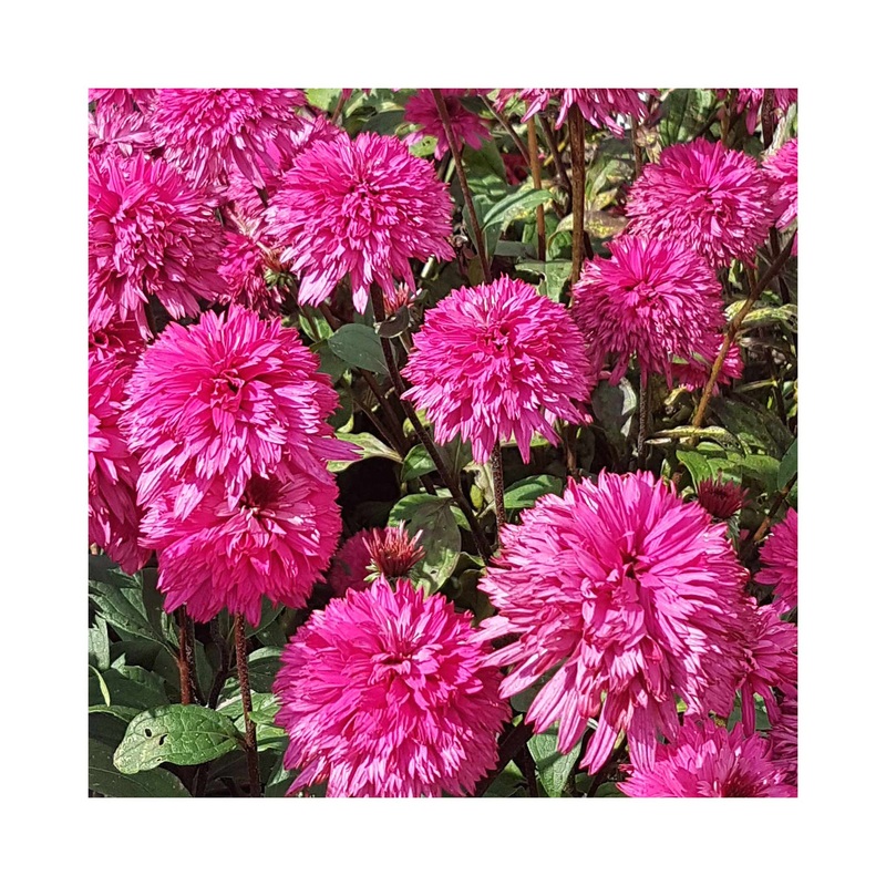 Echinacea Blackberry Truffle|1 Established 9cm Plant