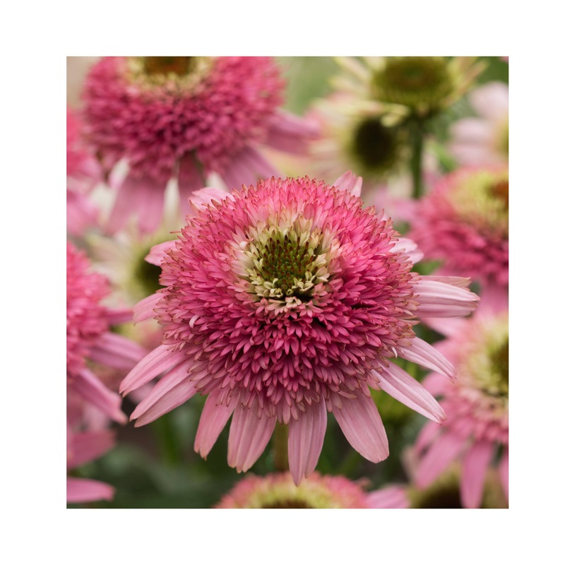 Echinacea Butterfly Kisses|1 Established 9cm Plant