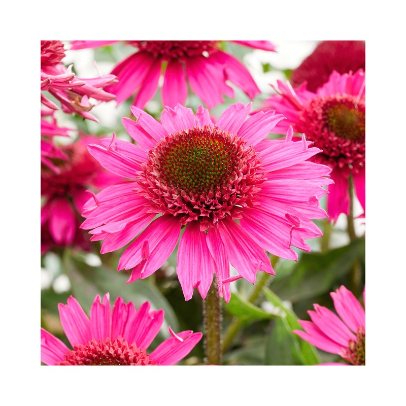 Echinacea Delicious Candy|1 Established 9cm Plant