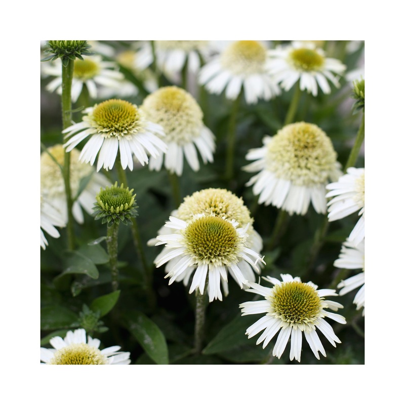 Echinacea Delicious Nougat|1 Established 9cm Plant