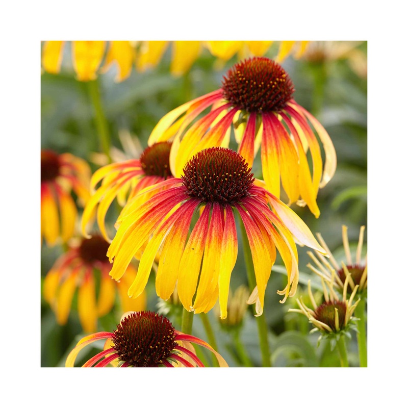 Echinacea Fiery Meadow Mama|1 Established 9cm Plant