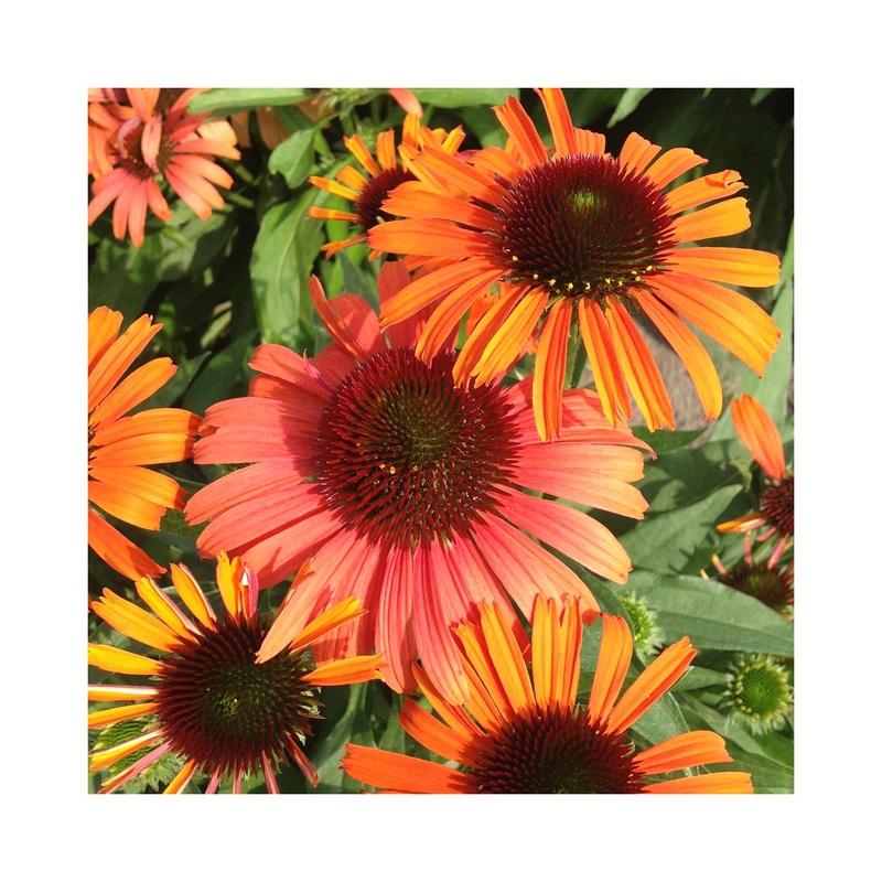 Echinacea Orange Skipper|1 Established 9cm Plant
