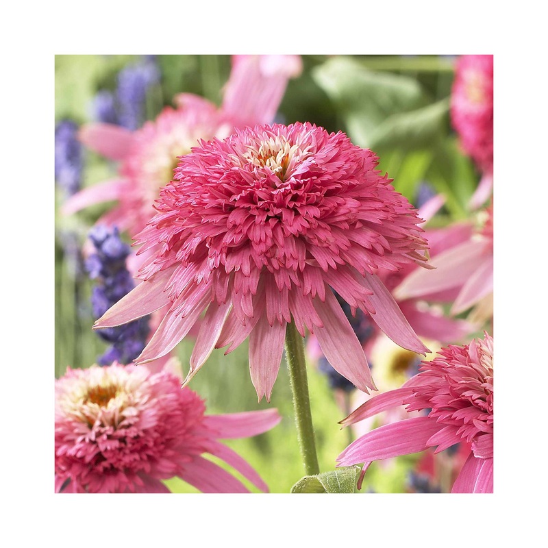 Echinacea Pink Double Delight|1 Established 9cm Plant