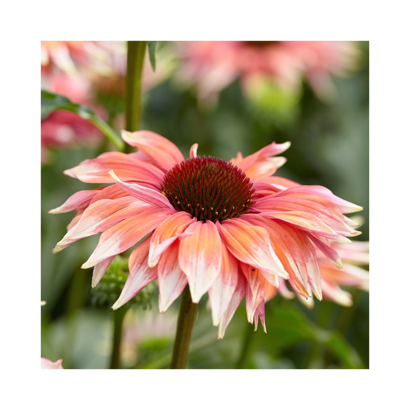Echinacea Playful Meadow Mama|1 Established 9cm Plant