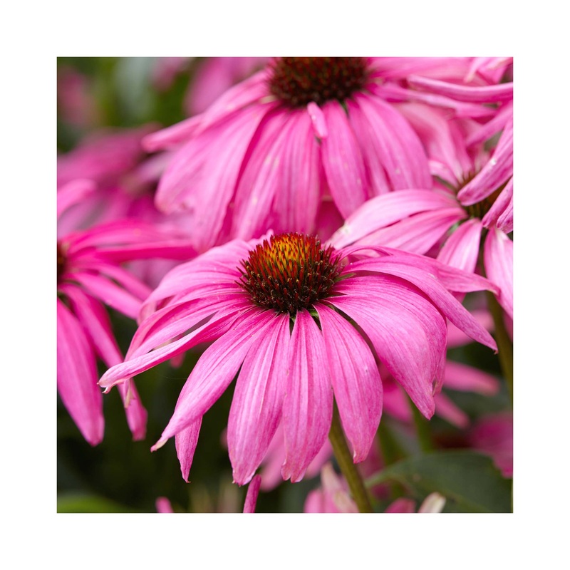 Echinacea Purple Emperor|1 Established 9cm Plant