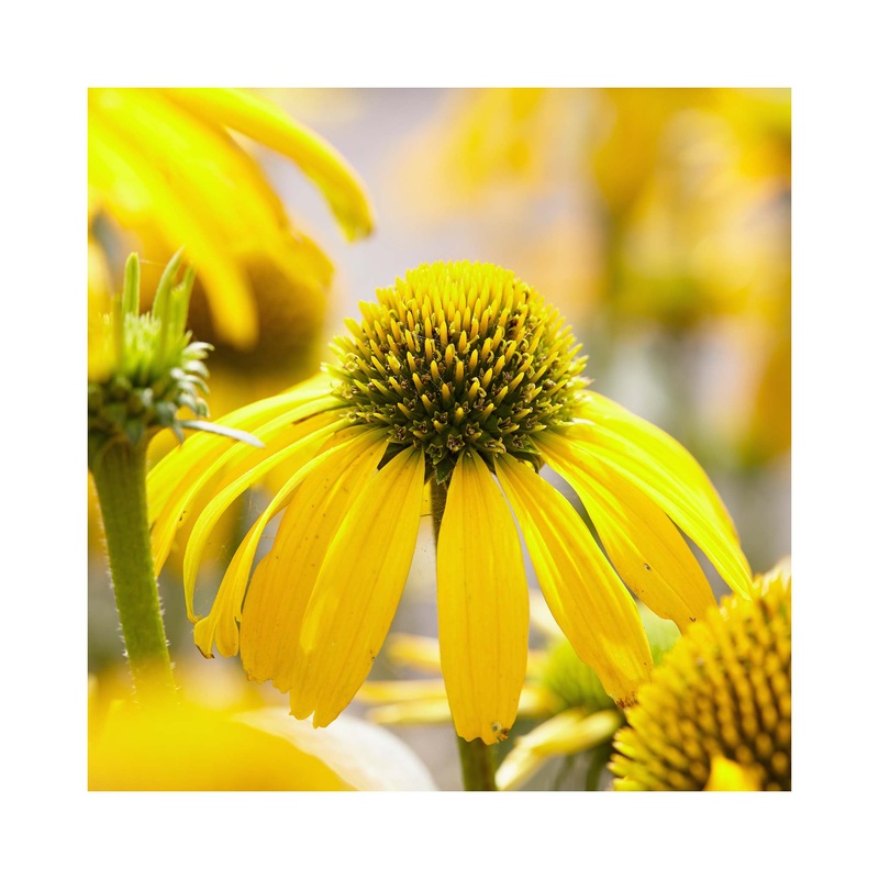 Echinacea Sunny Meadow Mama|1 Established 9cm Plant
