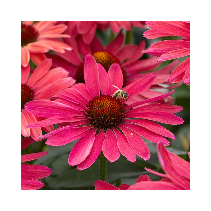 Echinacea Sweet Meadow Mama|1 Established 9cm Plant