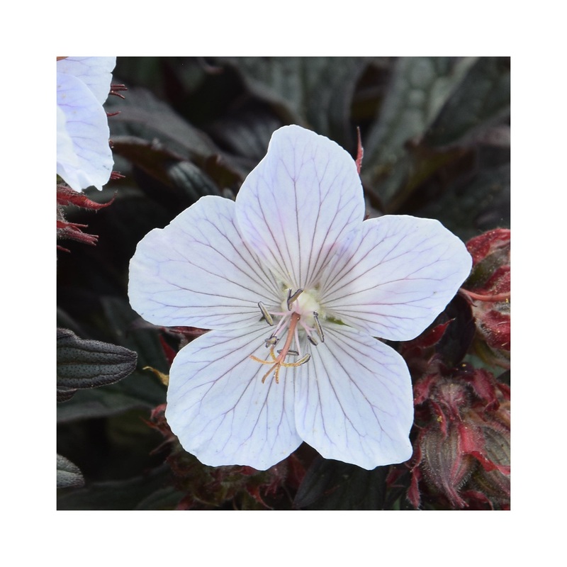 Hardy Geranium Black n White|1 Established 9cm Plant