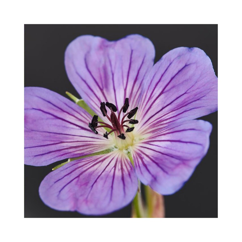 Hardy Geranium Magical Joy|1 Established 9cm Plant