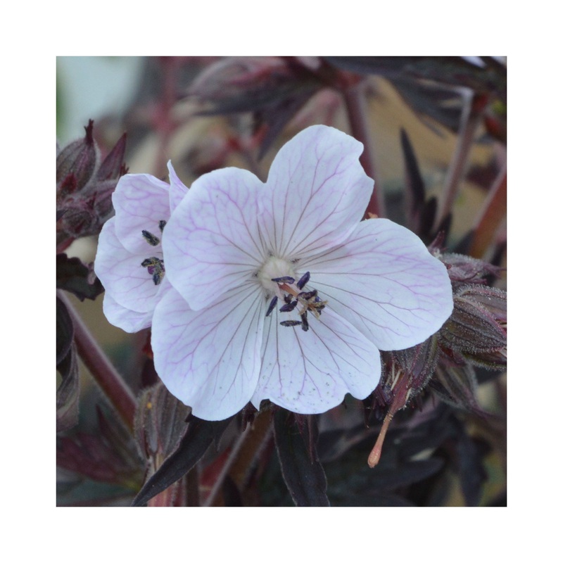 Hardy Geranium Midnight Ghost|1 Established 9cm Plant