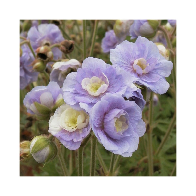 Hardy Geranium Summer Skies|1 Established 9cm Plant