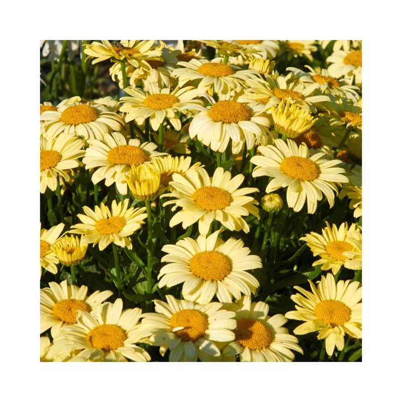 Leucanthemum Spellbook Lumos|1 Established 9cm Plant