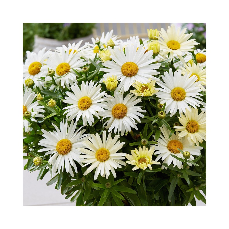 Leucanthemum Sunshine Freak|1 Established 9cm Plant
