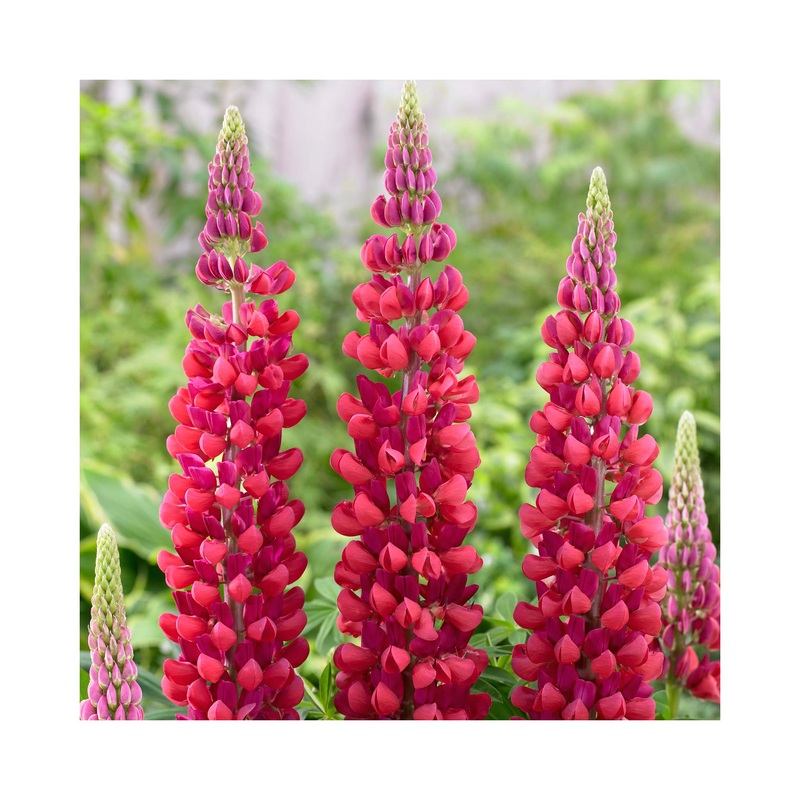 Lupin West Country Red Rum|1 Established 9cm Plant