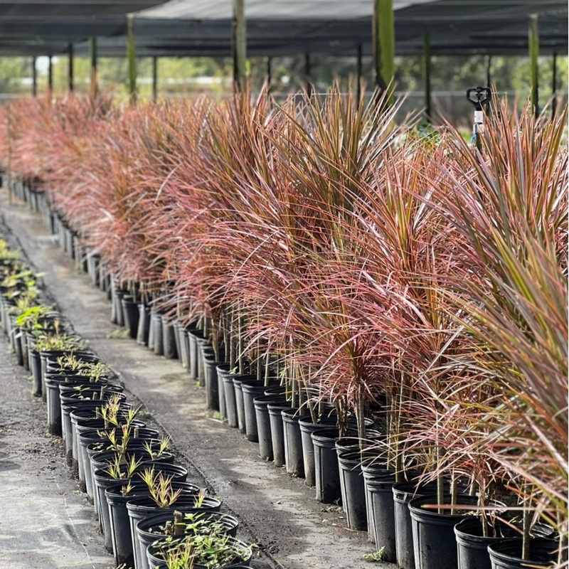 Madagascar Dragon Tree (Dracaena Marginata ‘Magenta’)