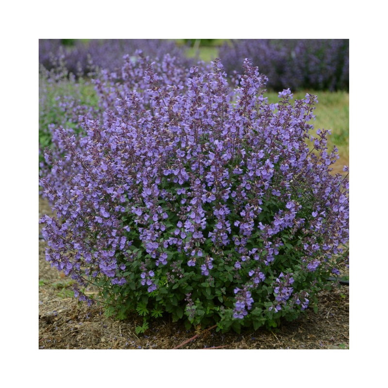 Nepeta Kitten Around|1 Established 9cm Plant