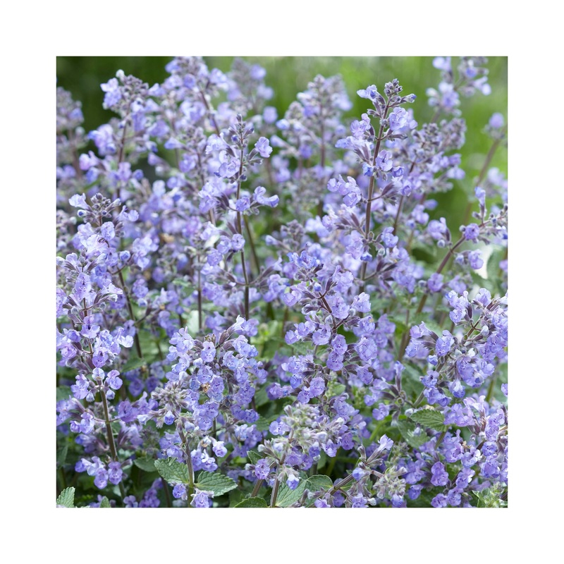 Nepeta Purrsian Blue|1 Established 9cm Plant