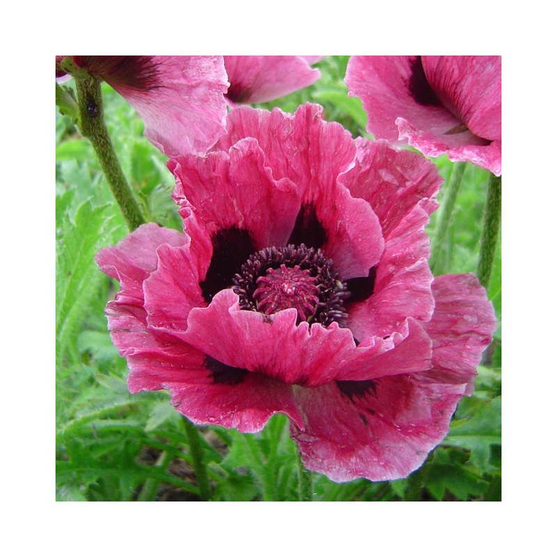Papaver Bolero|1 Established 9cm Plant