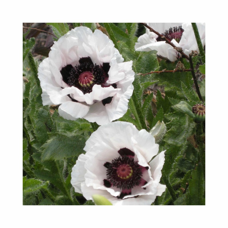 Papaver Casino|1 Established 9cm Plant