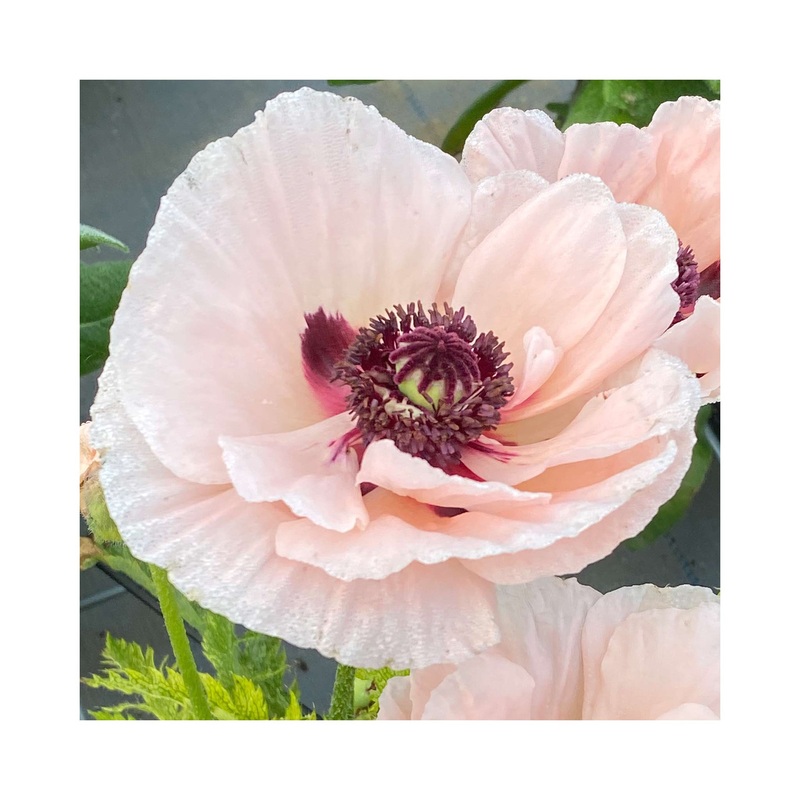 Papaver Paradiso|1 Established 9cm Plant