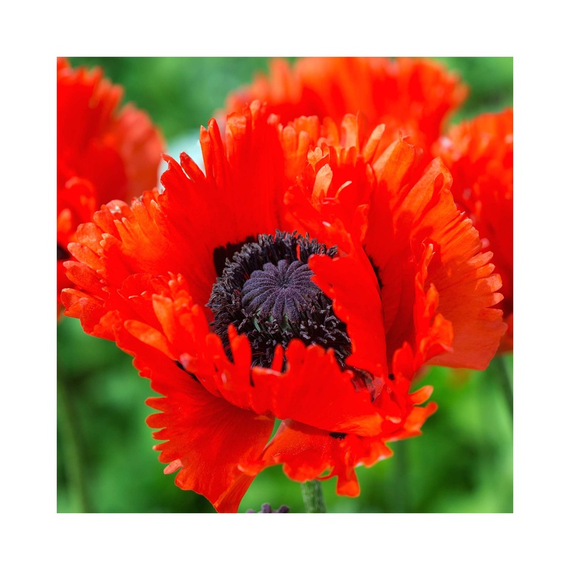 Papaver Turkenlouis|1 Established 9cm Plant
