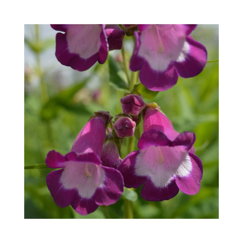 Penstemon Charles Rudd|3 Starter Plants|1 Established 9cm Plant
