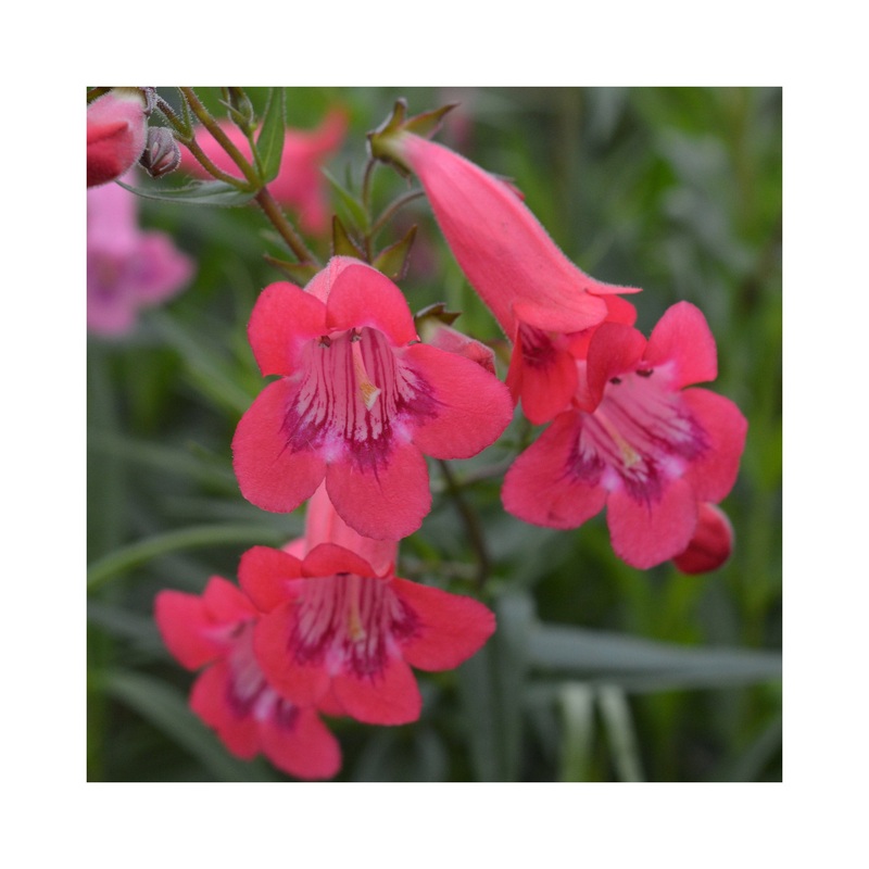 Penstemon Firebird|3 Starter Plants|1 Established 9cm Plant