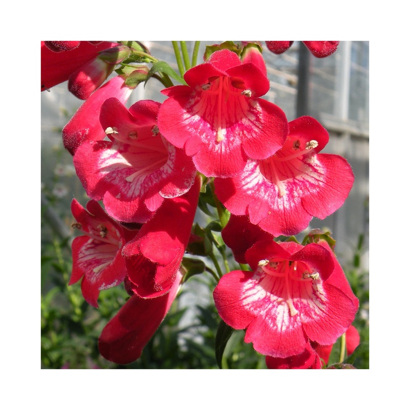 Penstemon King George|3 Starter Plants|1 Established 9cm Plant