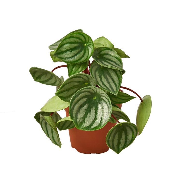 Peperomia ‘Watermelon’|4″ Pot