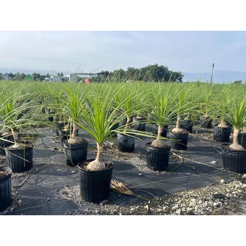 Ponytail Palm Mexican