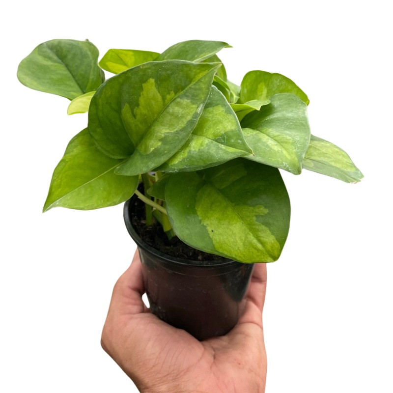 Pothos ‘Global Green’|4″ Pot
