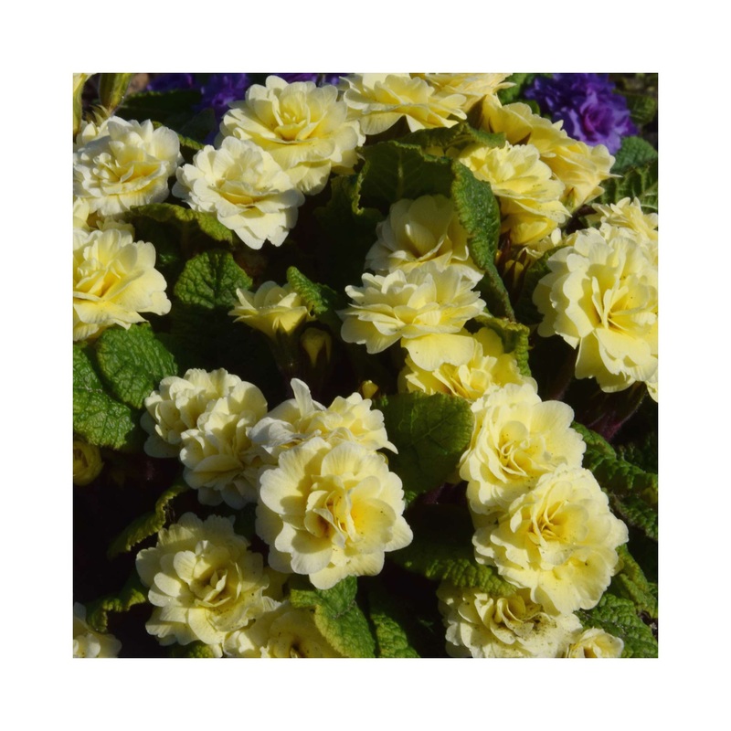Primula Barnhaven Bonheur|1 Established 9cm Plant|3 Starter Plants