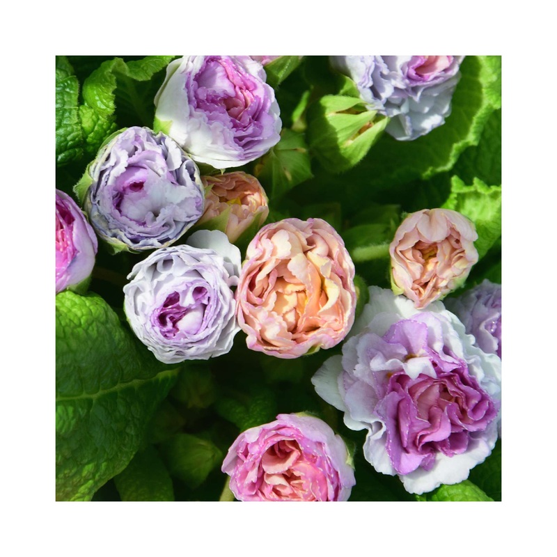 Primula Barnhaven Camaieu|1 Established 9cm Plant|3 Starter Plants