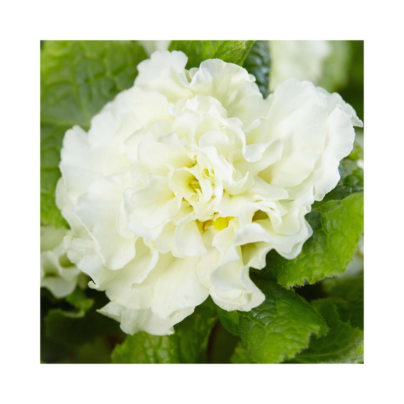 Primula Barnhaven Dentelle|1 Established 9cm Plant|3 Starter Plants