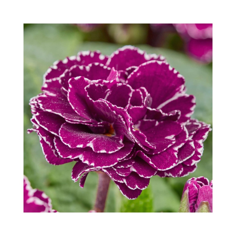 Primula Barnhaven Frou Frou|1 Established 9cm Plant|3 Starter Plants