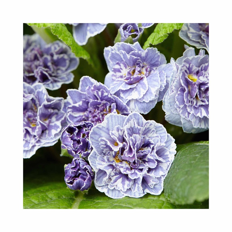 Primula Barnhaven Vintage|1 Established 9cm Plant|3 Starter Plants
