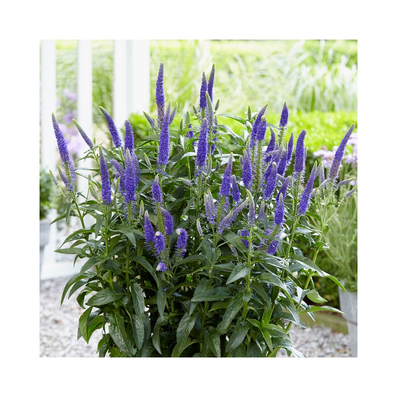 Veronica First Glory|1 Established 9cm Plant