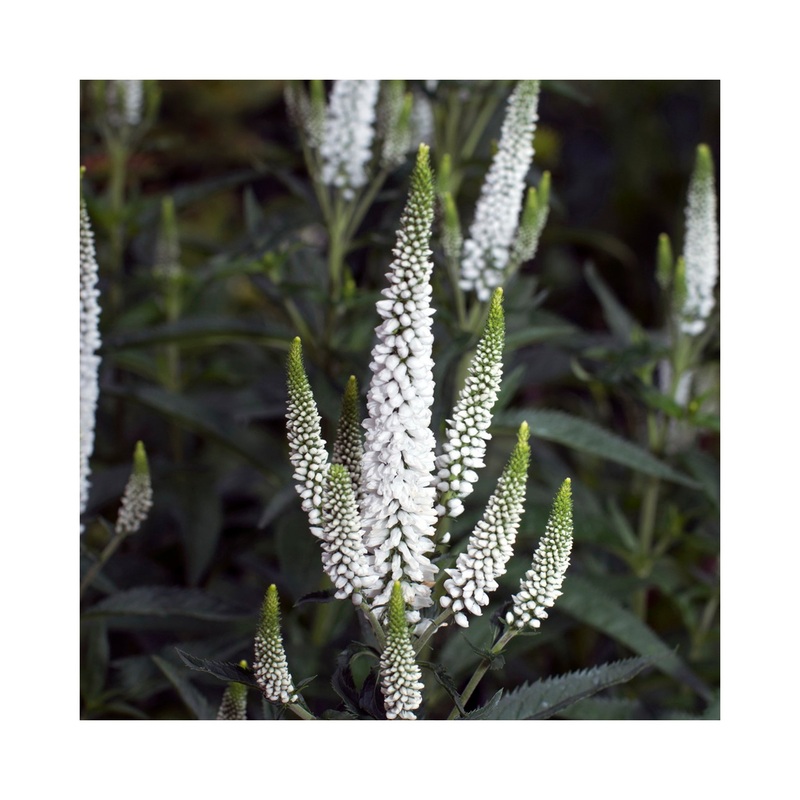Veronica First Lady|1 Established 9cm Plant
