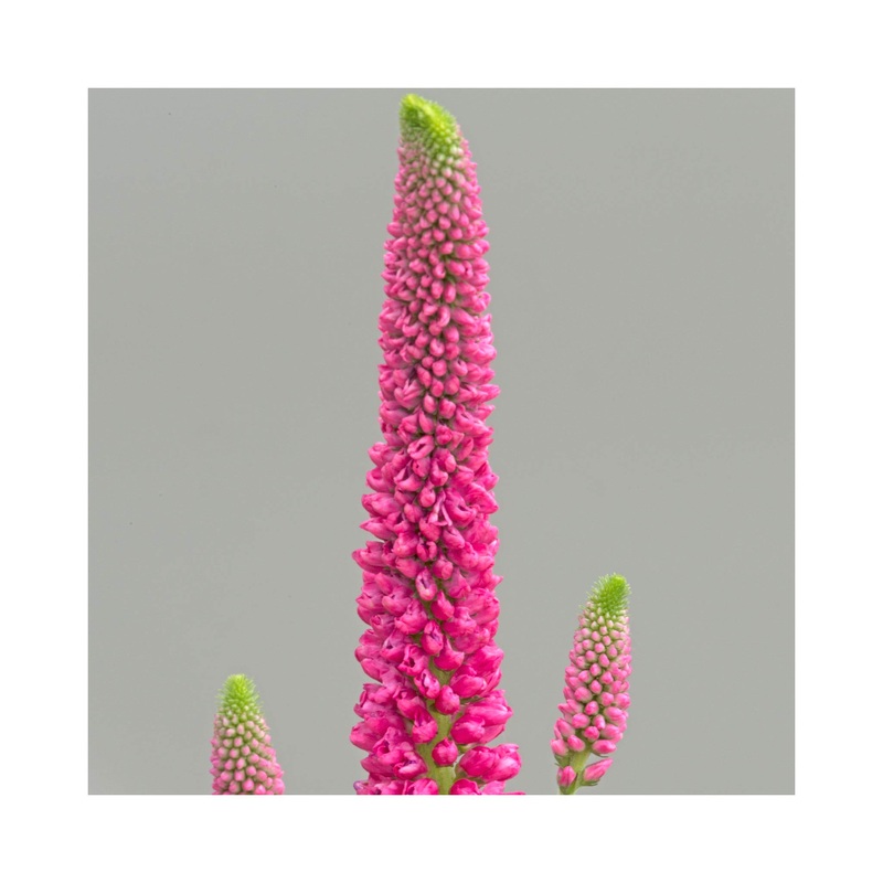 Veronica First Love|1 Established 9cm Plant