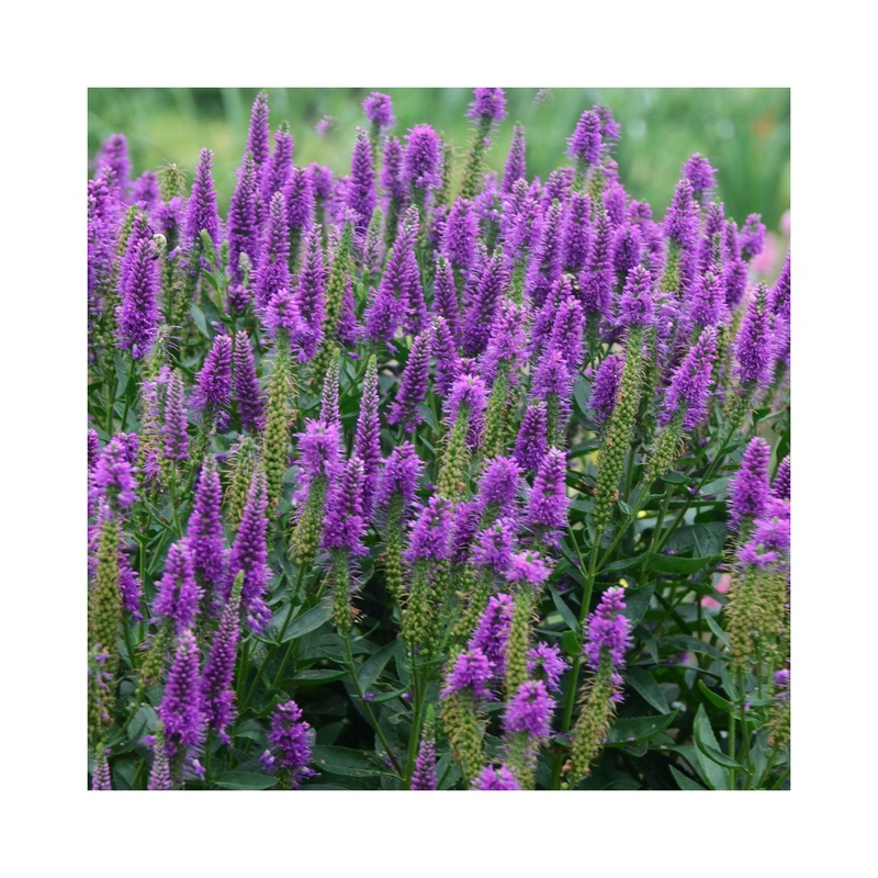 Veronica longifolia Very Van Gogh