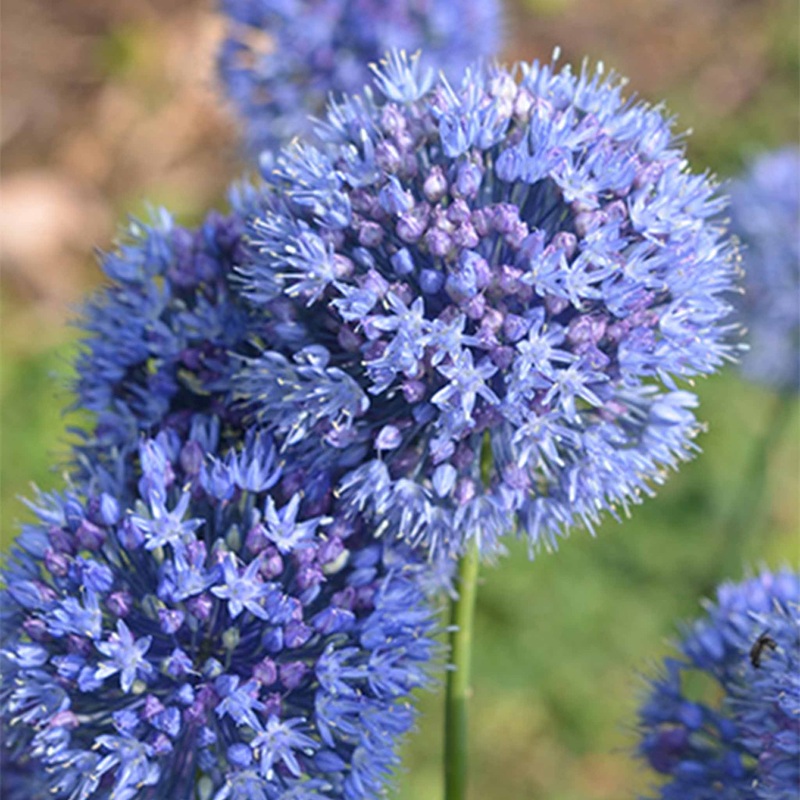Allium Caeruleum|10 Bulbs|20 Bulbs