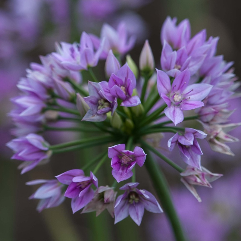 Allium Eros|10 Bulbs|20 Bulbs