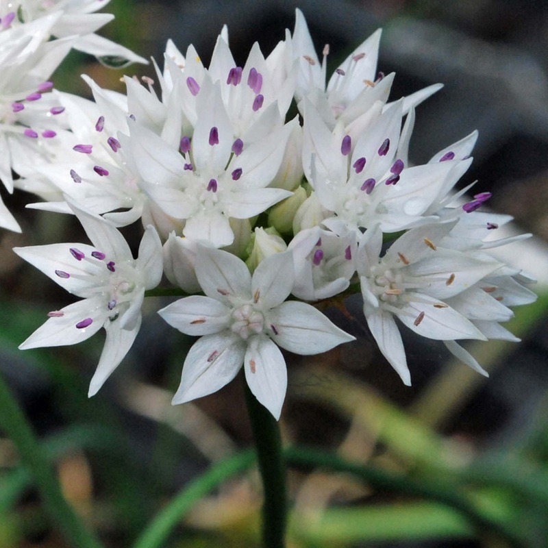 Allium Graceful Beauty|10 Bulbs|20 Bulbs