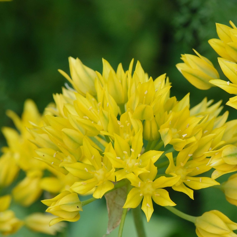 Allium Moly|20 Bulbs|10 Bulbs