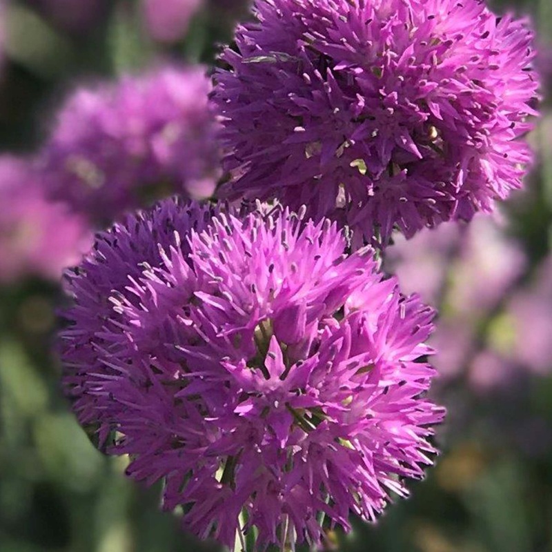 Allium Rosy Dream|10 Bulbs|20 Bulbs