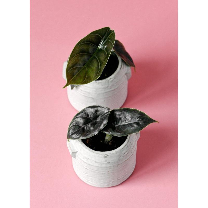 Alocasia Azlanii Baby