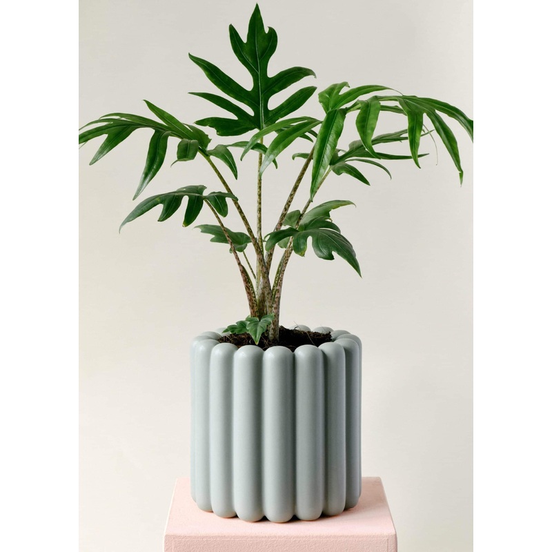 Alocasia Brancifolia ‘Pink Passion’ Medium