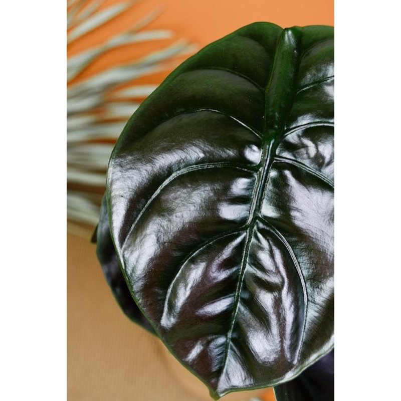 Alocasia Cuprea ‘Red Secret’ Baby