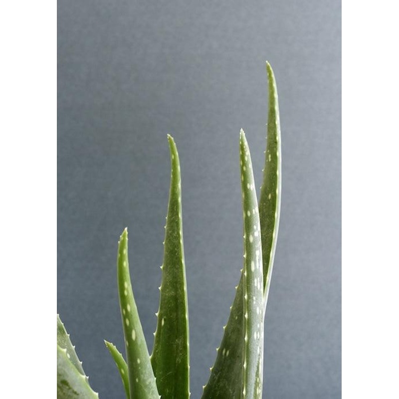 Aloe Vera Barbadensis L