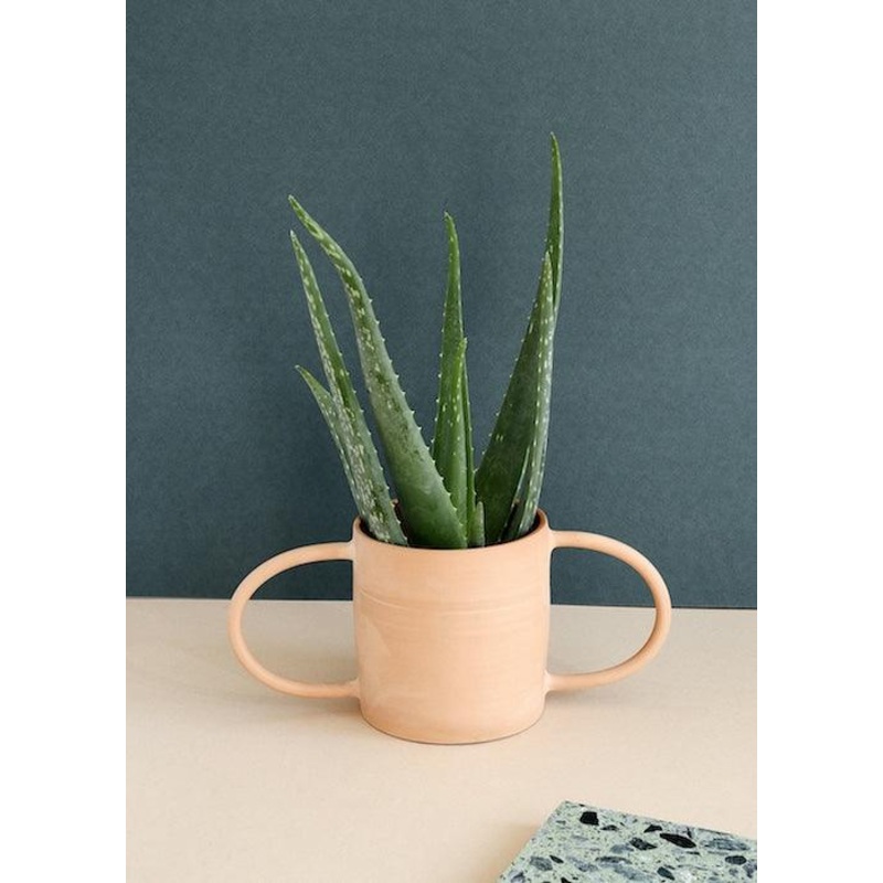 Aloe Vera Barbadensis M